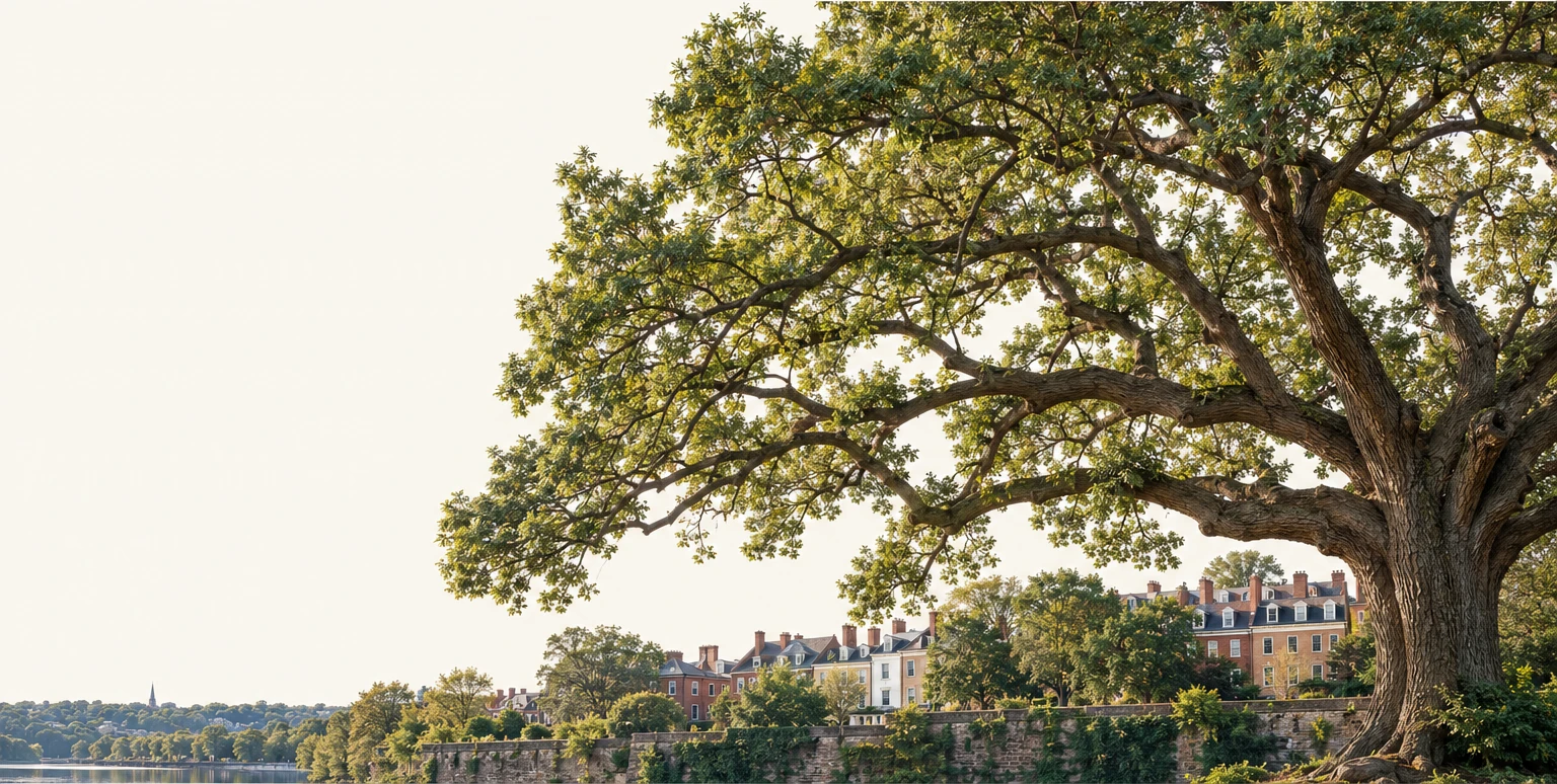 The spreading crown of an oak above Georgetown homes