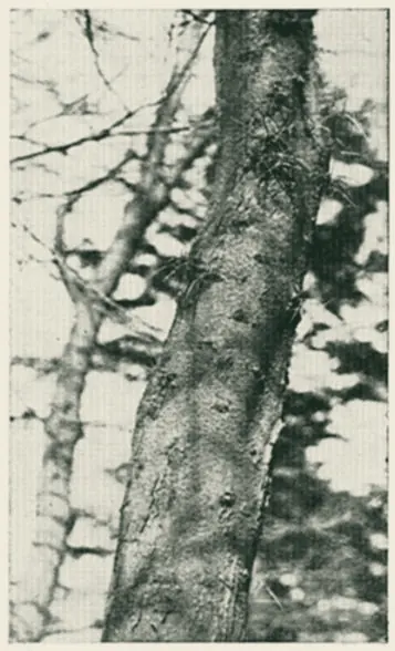 Honey locust bark. A closer look at the trunk.