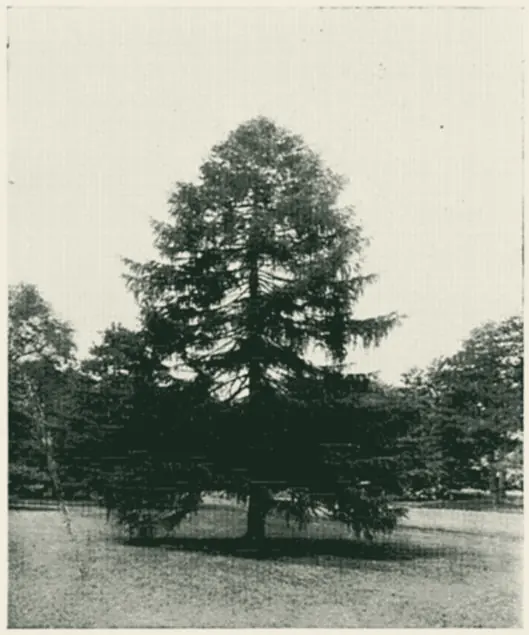 A larch with a wide crown and low branches in an open field