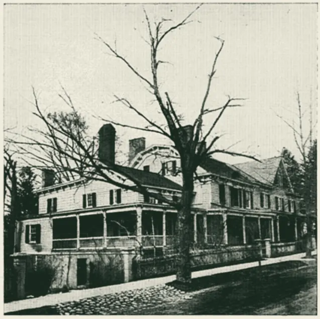 Historical photograph of a street tree with its branches severely shortened
