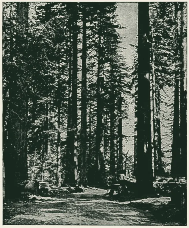 Tall woodland trees with narrow crowns above long trunks