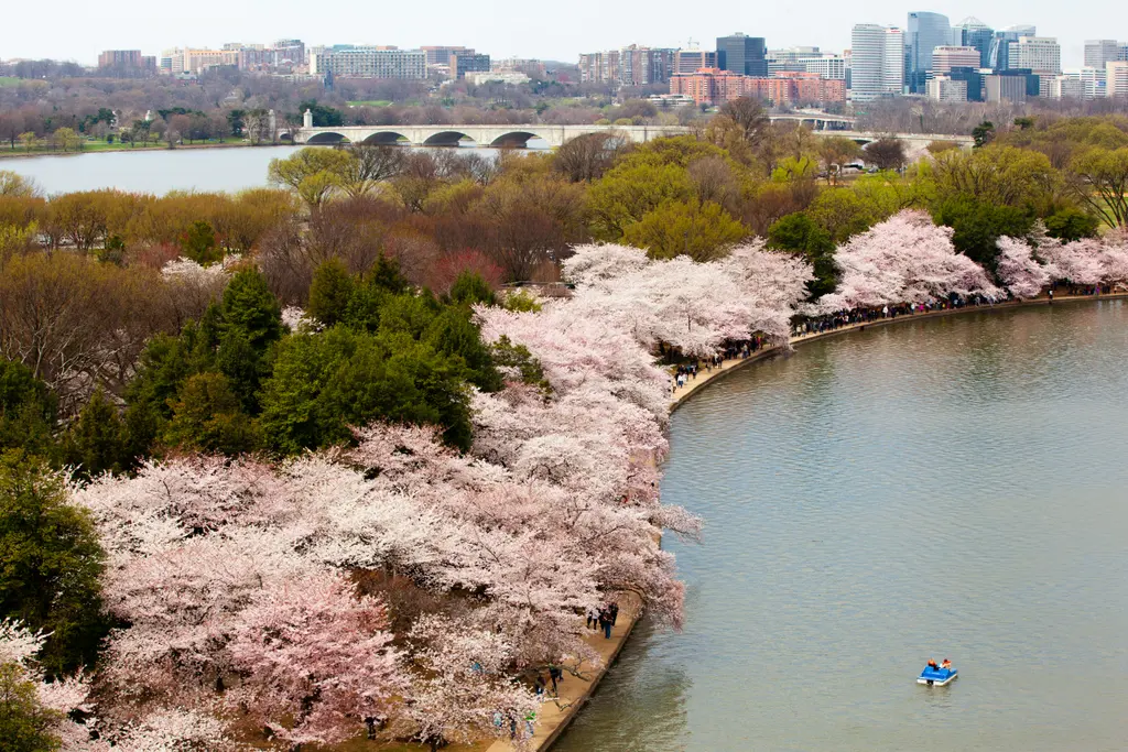Aerial view of flowering cherries bordering the Tidal Basin